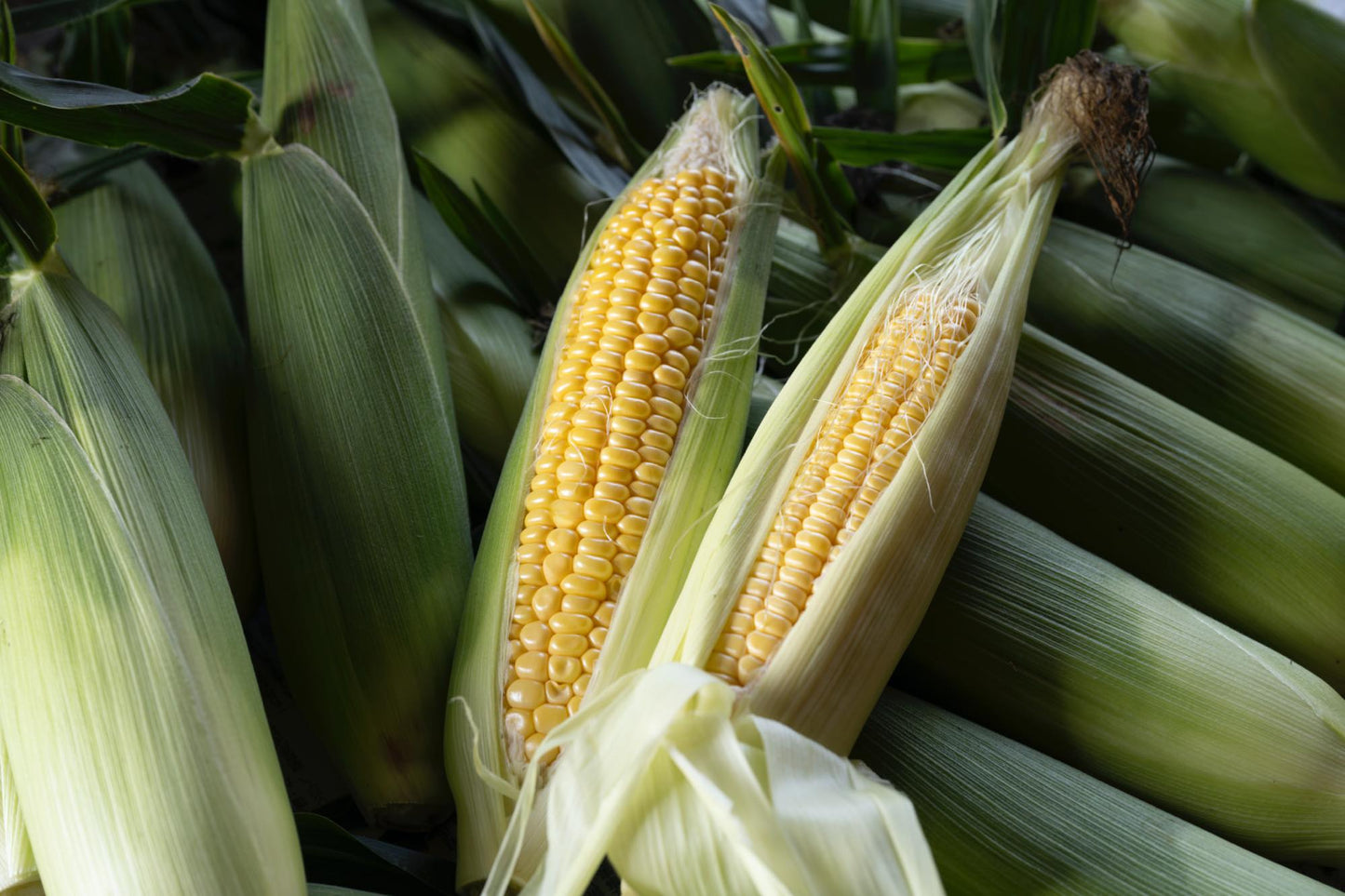 トウキビ 10本入り